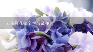 云南鲜花哪个季节最便宜