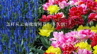 怎样从云南批发鲜花？多久到？