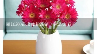 丽江200亩玫瑰花滞销，你怎么看？