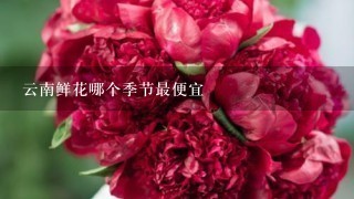 云南鲜花哪个季节最便宜