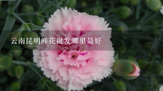 云南昆明鲜花批发哪里最好