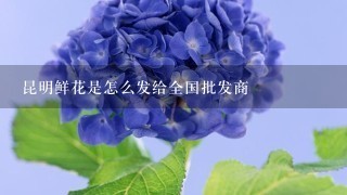 昆明鲜花是怎么发给全国批发商