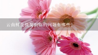 云南鲜花批发面临的问题有哪些？