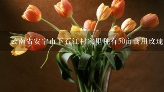 云南省安宁市下石江村家里种有50亩食用玫瑰,请问在哪里能找到销售渠道
