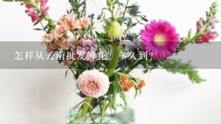 怎样从云南批发鲜花？多久到？