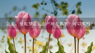 急求，曼陀罗花云南产地在那里？可以买吗？