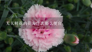 天天鲜花的花为什么那么便宜