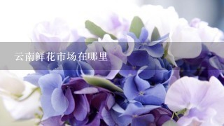 云南鲜花市场在哪里