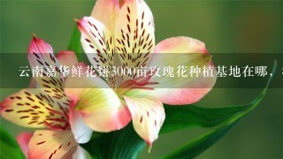 云南嘉华鲜花饼3000亩玫瑰花种植基地在哪，我在网上查了查大概在曲靖市马龙县，求具体位置，要离昆明