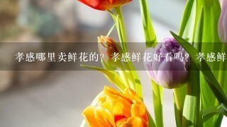 孝感哪里卖鲜花的？孝感鲜花好看吗？孝感鲜花品种多吗？孝感鲜花是从哪里进的啊？