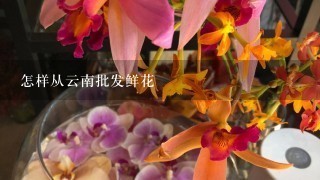 怎样从云南批发鲜花