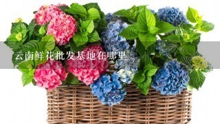 云南鲜花批发基地在哪里