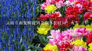 云南斗南发鲜花到北京多长时间？火车