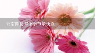 云南鲜花哪个季节最便宜