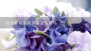 红豆鲜花室内养着会有毒吗