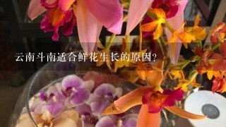 云南斗南适合鲜花生长的原因？