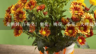 花朝到,百花笑！梨花、桃花、茶花，大理最美的花海