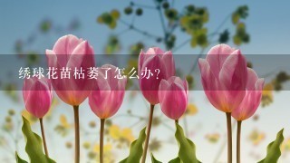 绣球花苗枯萎了怎么办？