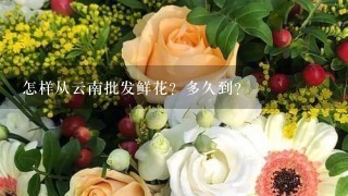 怎样从云南批发鲜花？多久到？