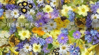 月季花品种大全