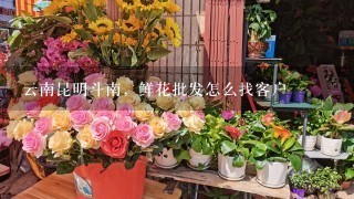 云南昆明斗南，鲜花批发怎么找客户