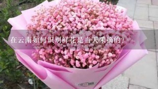 在云南如何识别鲜花是当天采摘的？