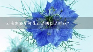 云南到处是鲜花还是4处是鲜花？