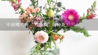 中国哪里有“勿忘我”这种花？