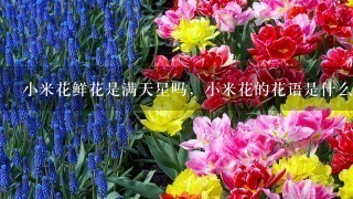 小米花鲜花是满天星吗，小米花的花语是什么？