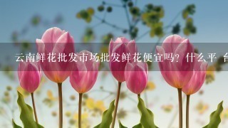 云南鲜花批发市场批发鲜花便宜吗？什么平 台好1点？