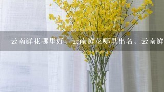 云南鲜花哪里好，云南鲜花哪里出名，云南鲜花哪里可以买得到。