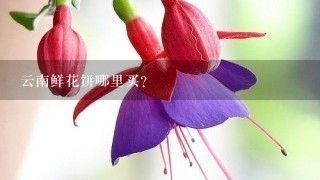 云南鲜花饼哪里买？