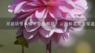 开花店要从哪里批发鲜花？云南鲜花批发渠道在哪里找？