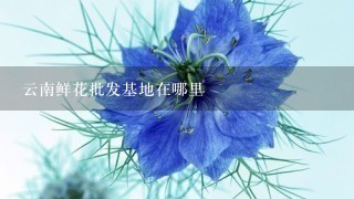 云南鲜花批发基地在哪里