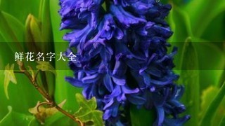 鲜花名字大全