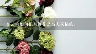 在云南如何识别鲜花是当天采摘的？