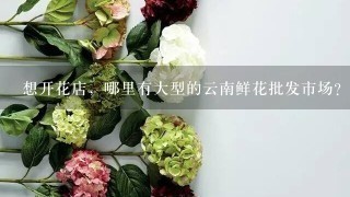 想开花店，哪里有大型的云南鲜花批发市场？