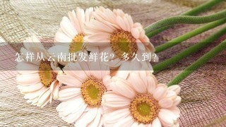 怎样从云南批发鲜花？多久到？