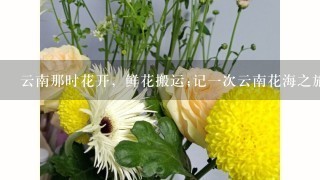 云南那时花开，鲜花搬运;记1次云南花海之旅