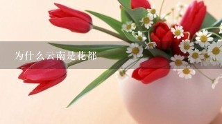 为什么云南是花都