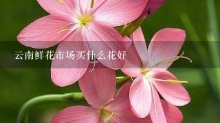 云南鲜花市场买什么花好