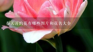 春天开的花有哪些图片和花名大全