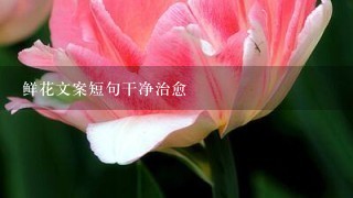 鲜花文案短句干净治愈