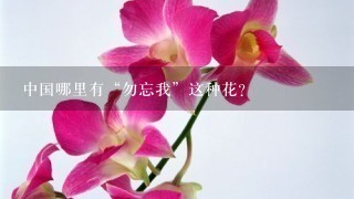 中国哪里有“勿忘我”这种花？