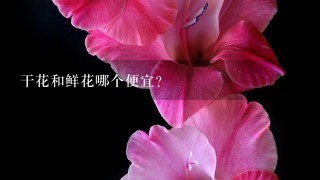 干花和鲜花哪个便宜？