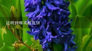 昆明到哪买鲜花饼