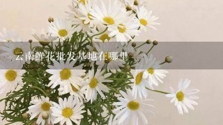 云南鲜花批发基地在哪里