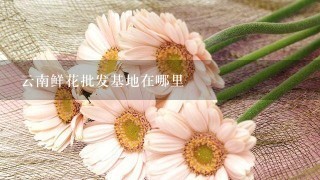 云南鲜花批发基地在哪里