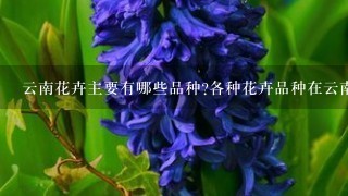 云南花卉主要有哪些品种?各种花卉品种在云南花卉产业中的比例？