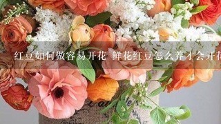 红豆如何做容易开花 鲜花红豆怎么养才会开花